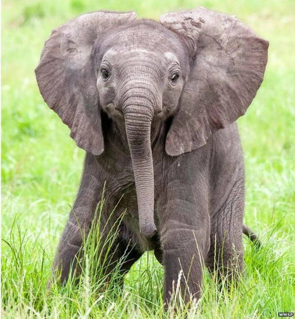 Animal uk. Млекопитающие животные. Слоны. Слоненок. Африканский слон.