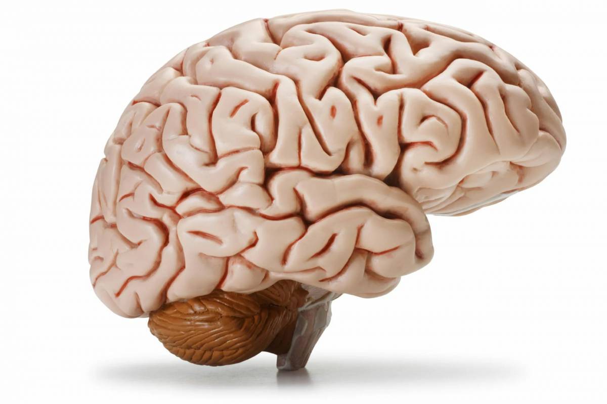 Картинка про мозг. Изображение мозга человека.