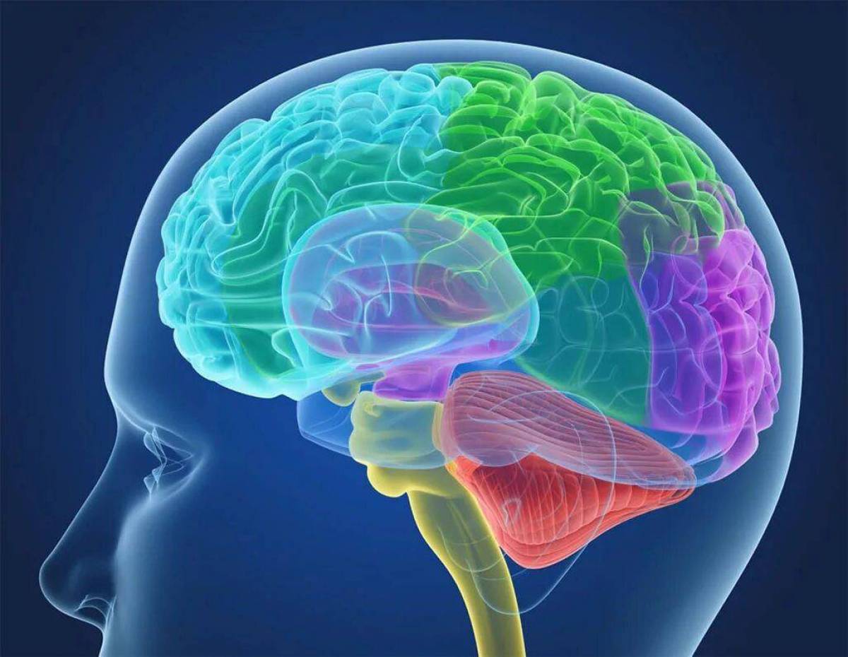 Brain imaging. Головной мозг. Изображение мозга.