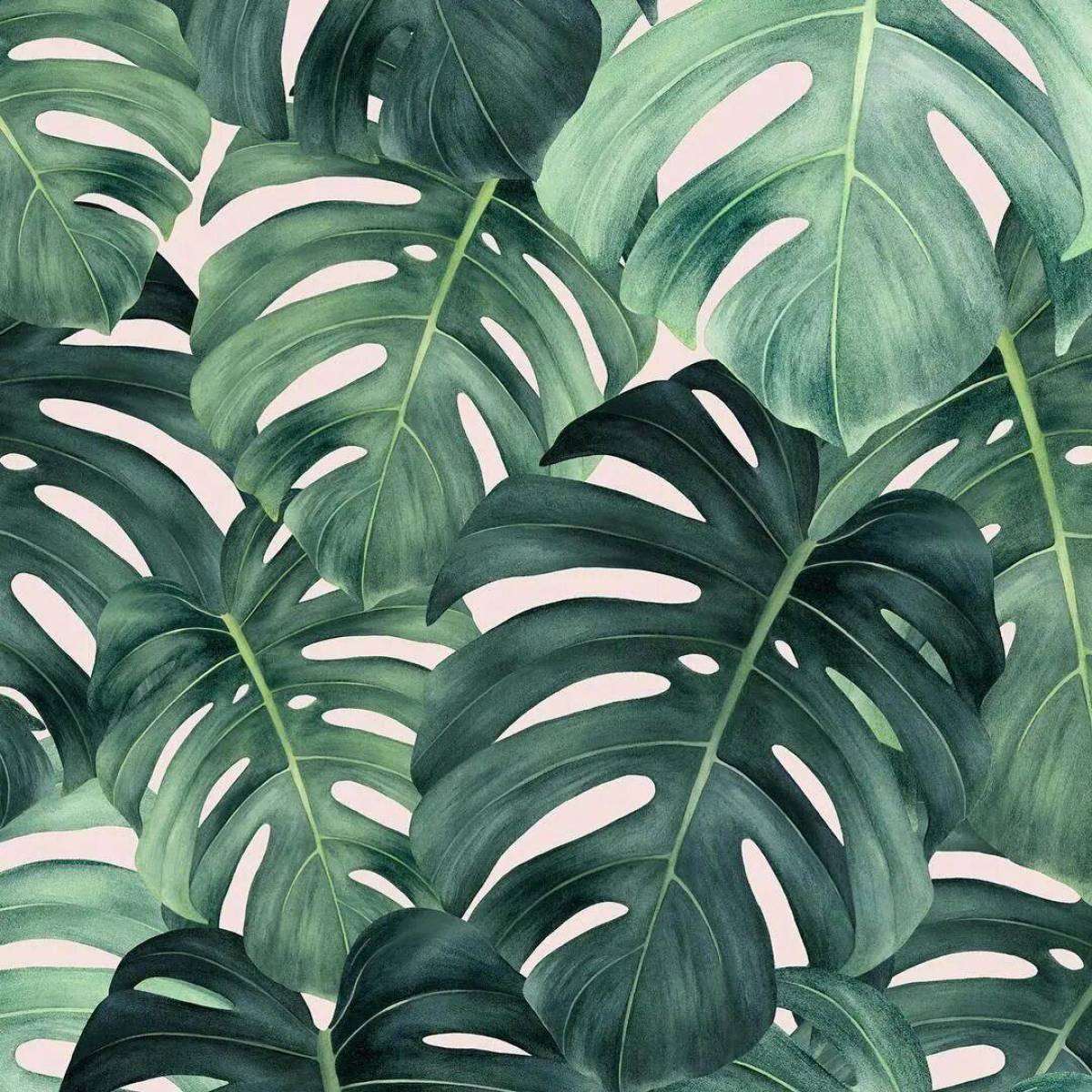 Tropical leaves. Монстера Тениус. Монстера эскулетто. Монстера и папоротник. Монстера дубиа.