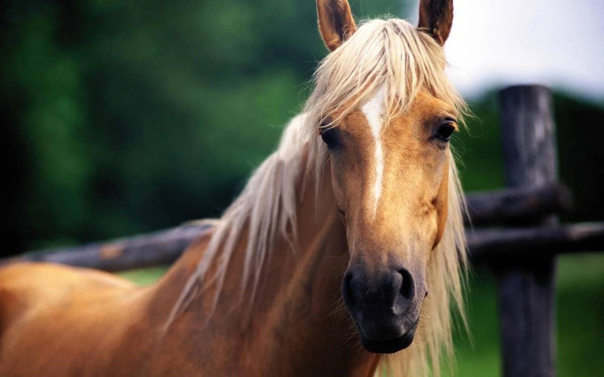Покажи фото лошади. Красивые лошади. Красивый конь. Морда лошади. Красивые морды лошадей.
