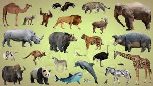 Раскраска млекопитающие #26 #400137