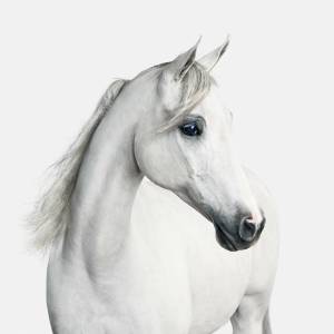 Раскраска морда лошади #7 #403616