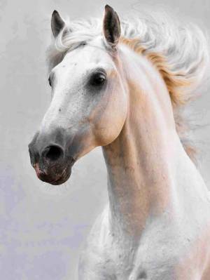 Раскраска морда лошади #8 #403617