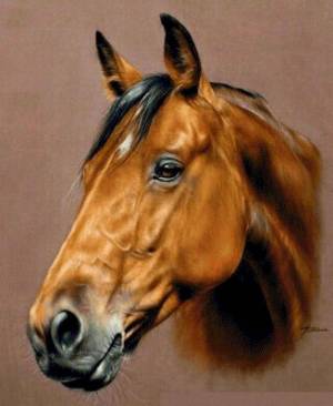 Раскраска морда лошади #39 #403648