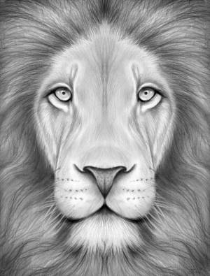Раскраска морда льва #11 #403659