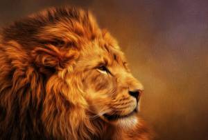 Раскраска морда льва #14 #403662