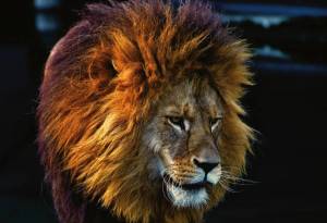 Раскраска морда льва #17 #403665