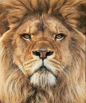 Раскраска морда льва #28 #403676