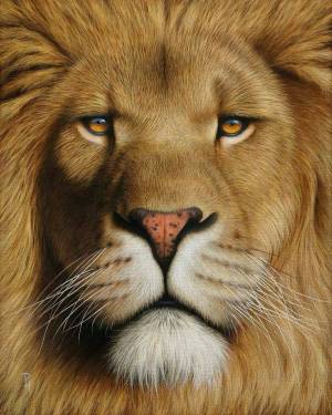 Раскраска морда льва #33 #403681