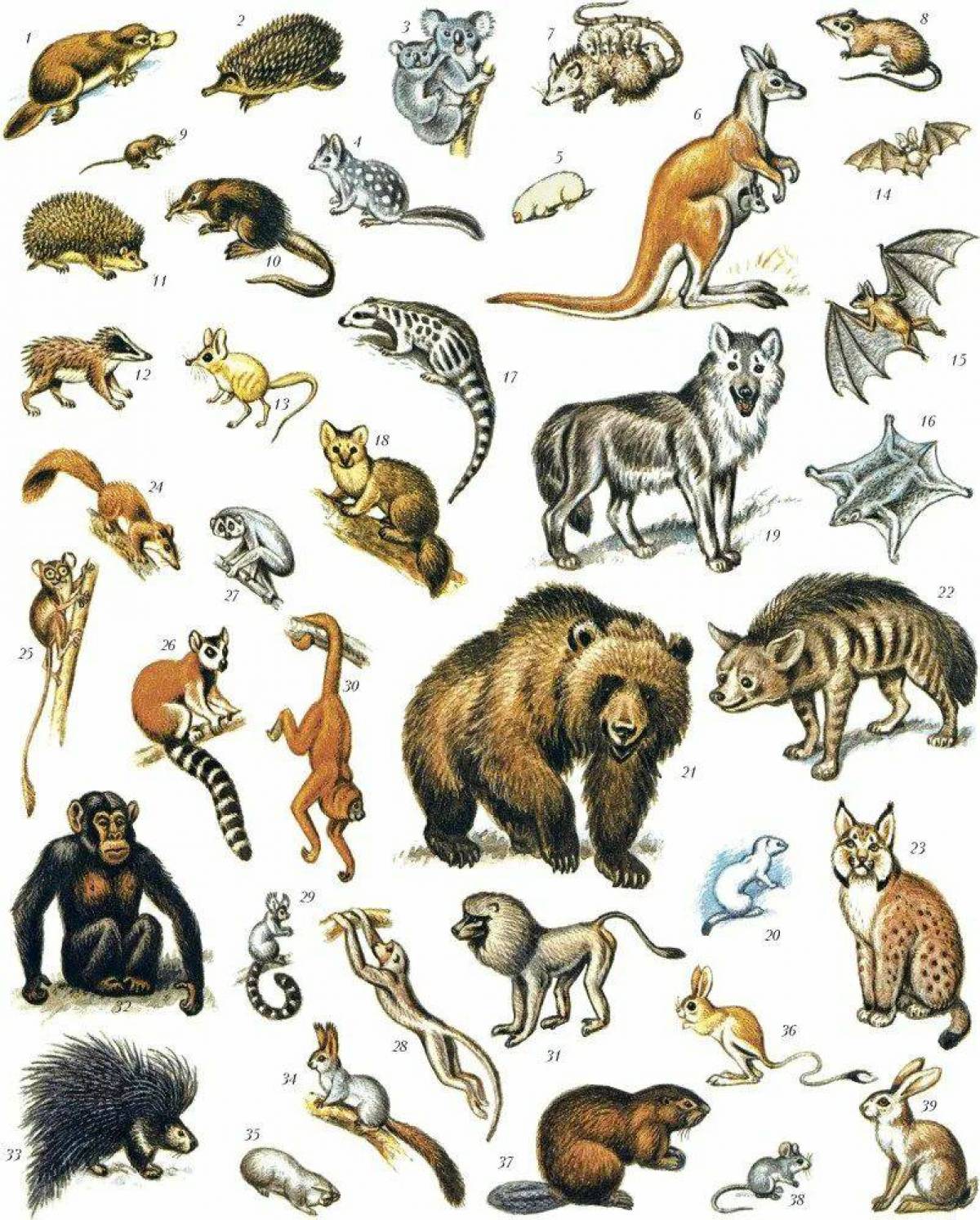 Представители класса звери. Млекопитающие животные. Много зверей. Множество животных. Млекопитающие звери.