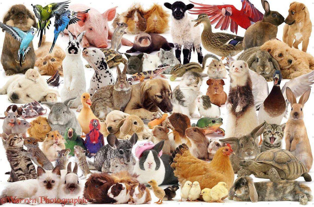 Много животных #2