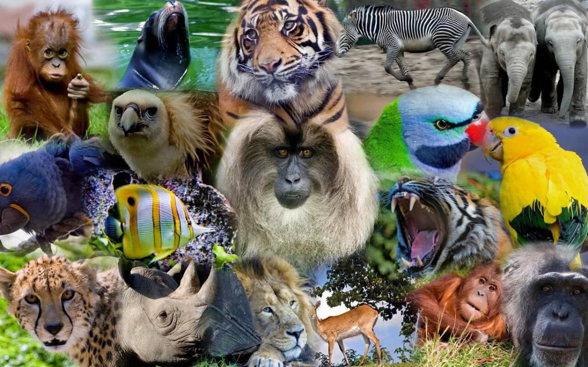 Много животных #10