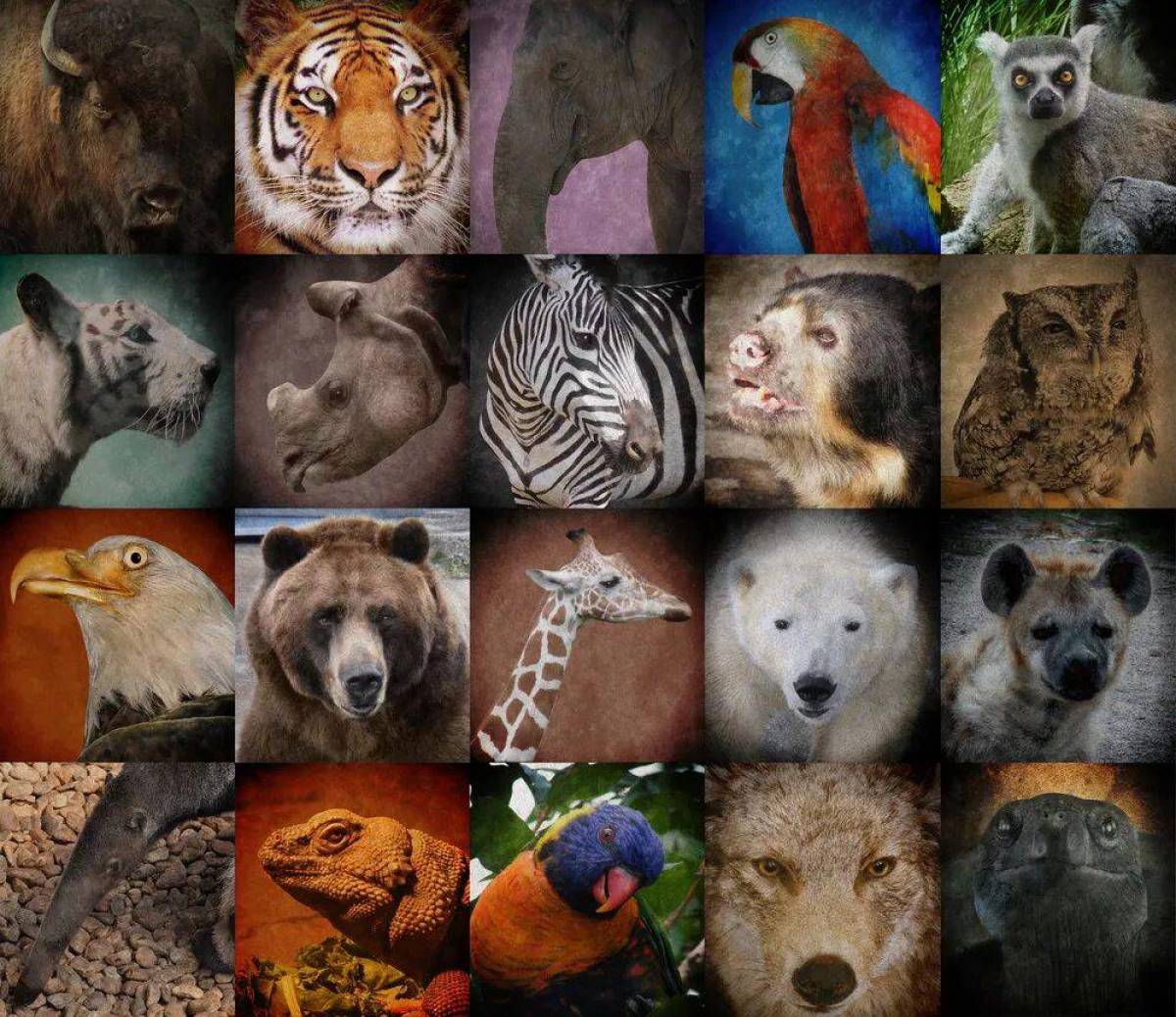 Много животных #19