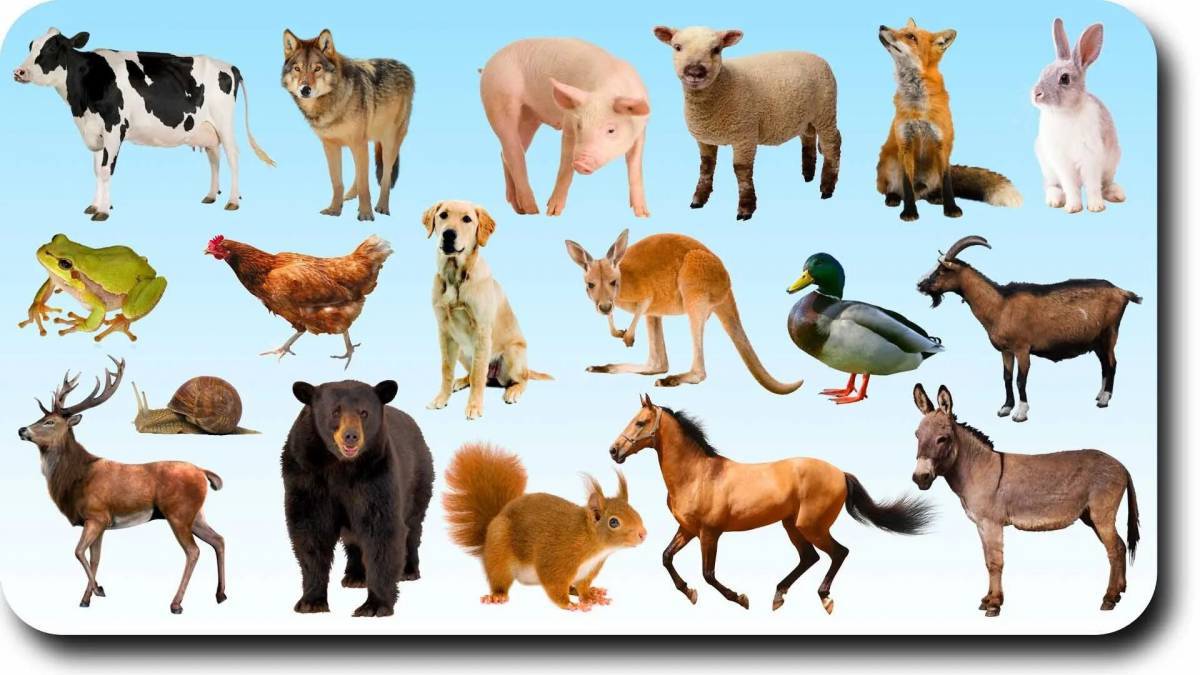 Много животных #32