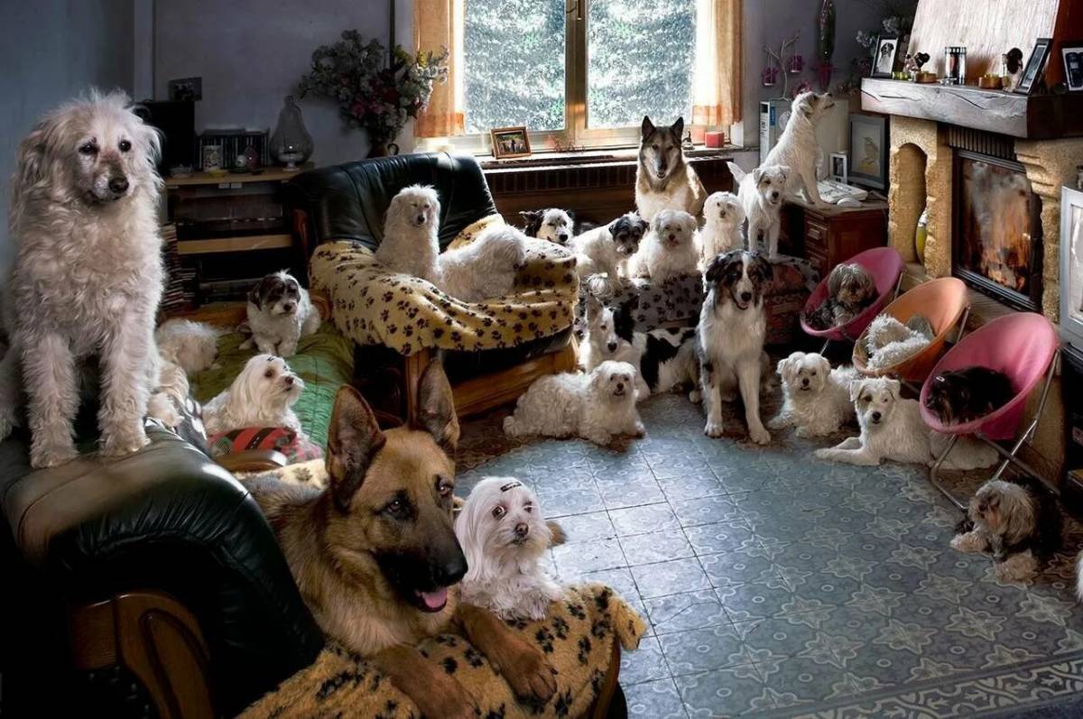 много домашних животных на одной картинке