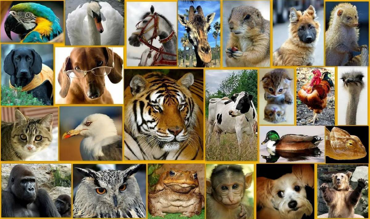 Много животных #35