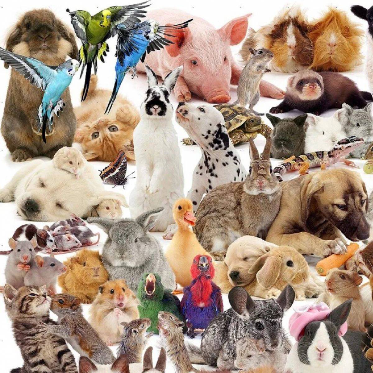 Много животных #37