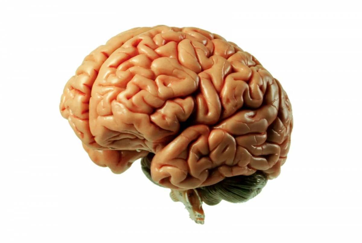 Мозг человека #11