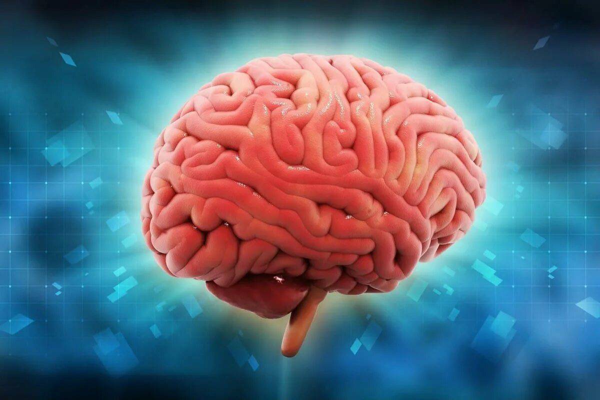 Мозг человека #19