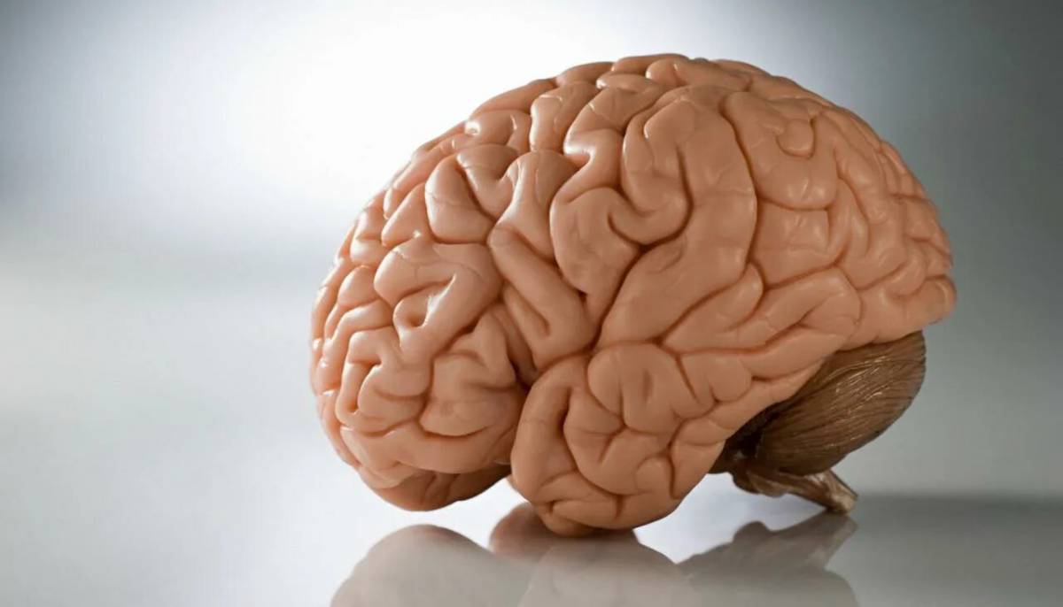Мозг человека #22