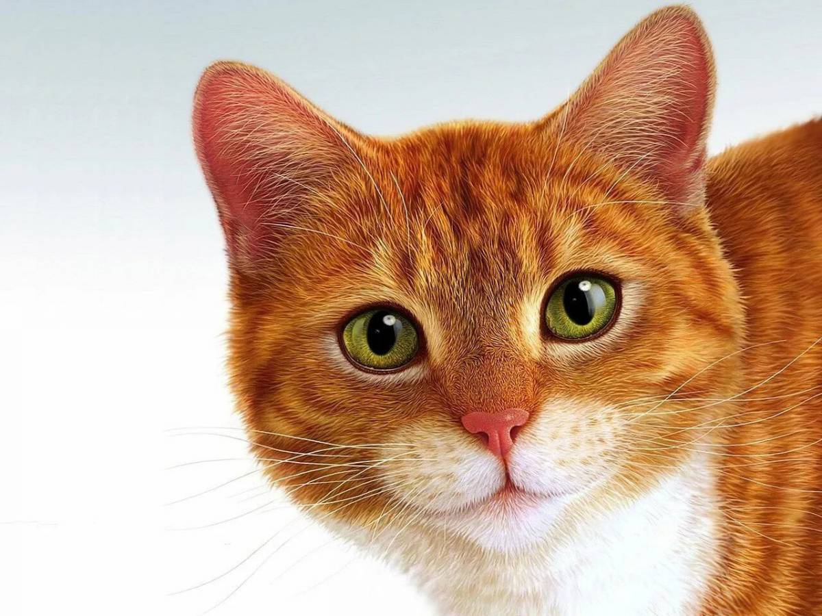 рыжий кот картинки