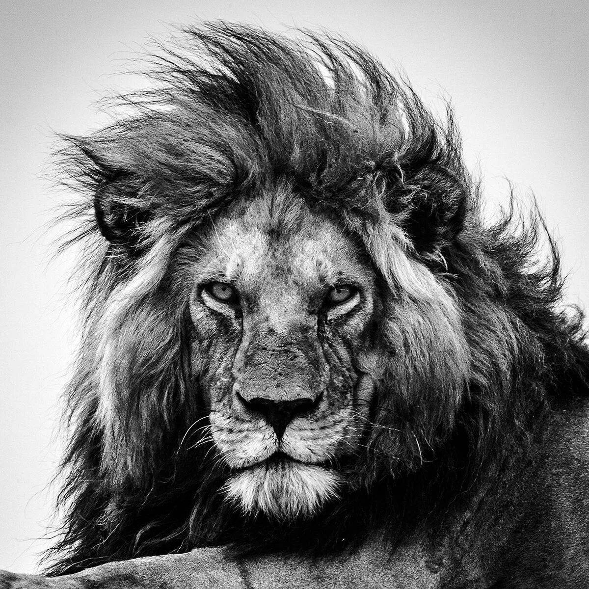 Морда льва #8