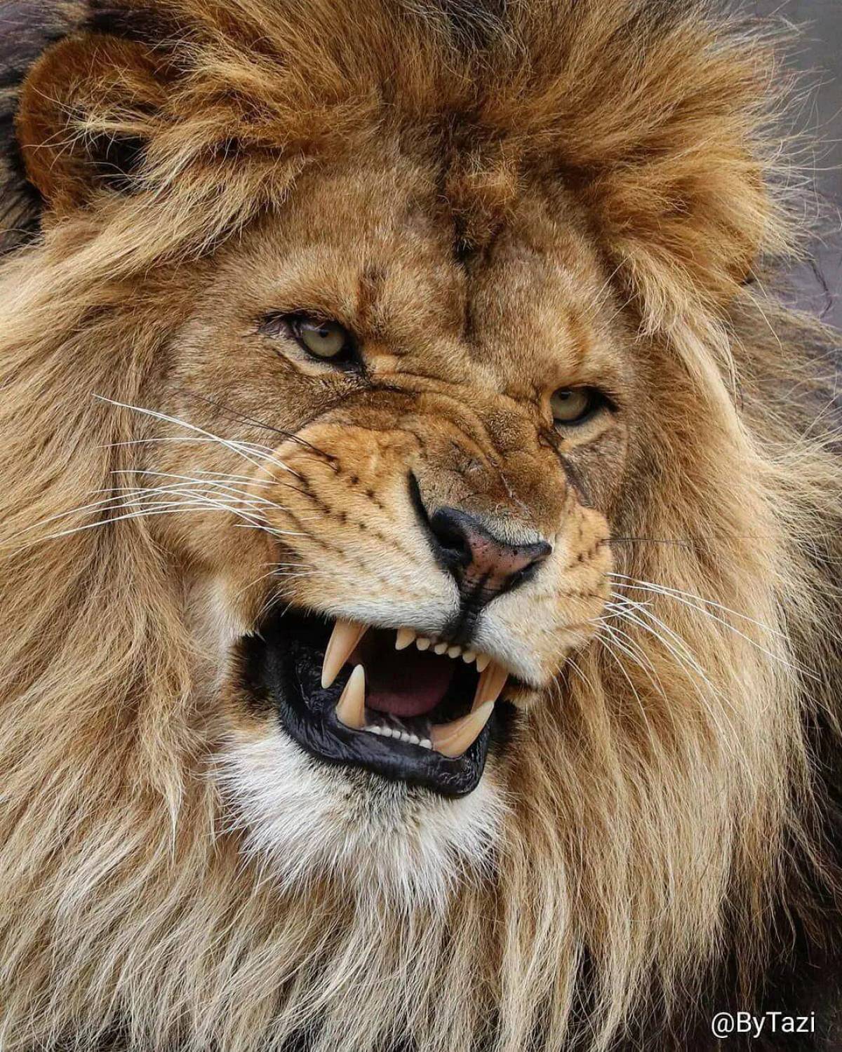 Морда льва #23