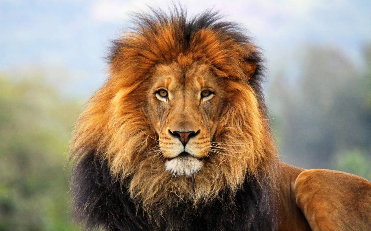 Морда льва #35