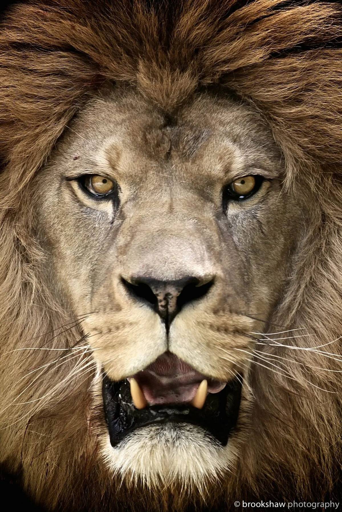 Морда льва #37