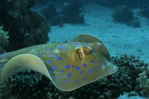 Раскраска морские жители #14 #404427