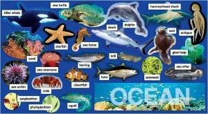 Раскраска морские обитатели морей и океанов для детей #16 #404614