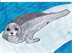 Раскраска морской котик для детей #30 #404854