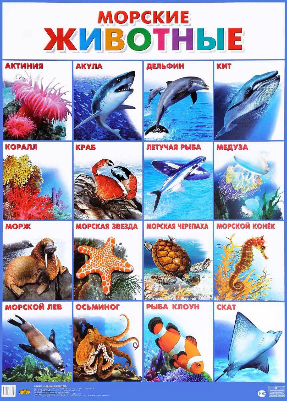 Морские животные для детей #18