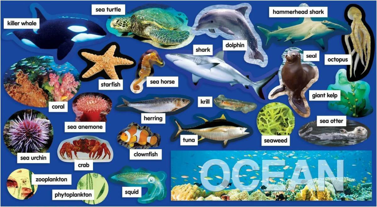 Морские обитатели морей и океанов для детей #16