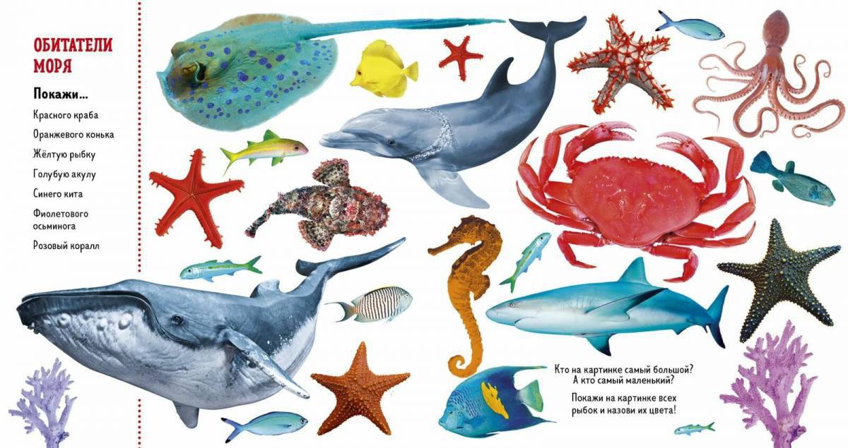 Морские обитатели морей и океанов для детей #35