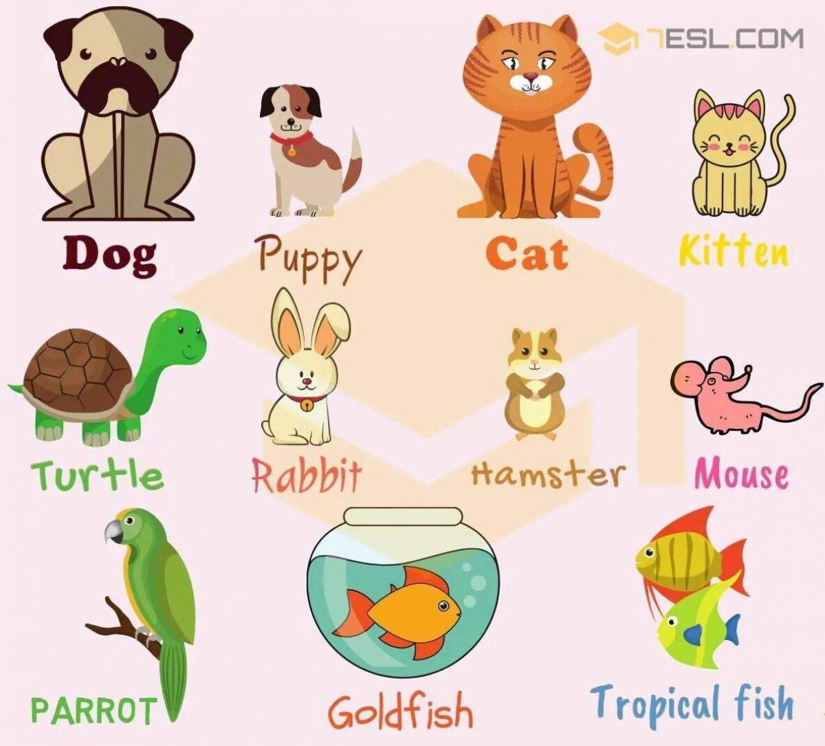 Pets lessons. Домашние питомцы на английском. Pet для детей. Pet английский язык. Домашние питомцы на английском для детей.