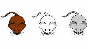 Раскраска мышка для детей 3 4 лет #6 #409104