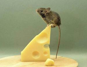 Раскраска мышка с сыром #25 #409307