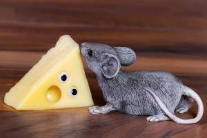 Раскраска мышка с сыром #26 #409308