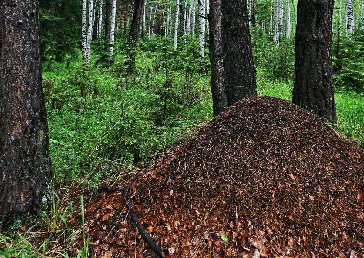 Впр в лесу много муравейников. Лесные муравьи Муравейник. Березово-муравьиная роща Красноярский край. Муравейник лесных муравьев. Рыжий Лесной муравей Муравейник.