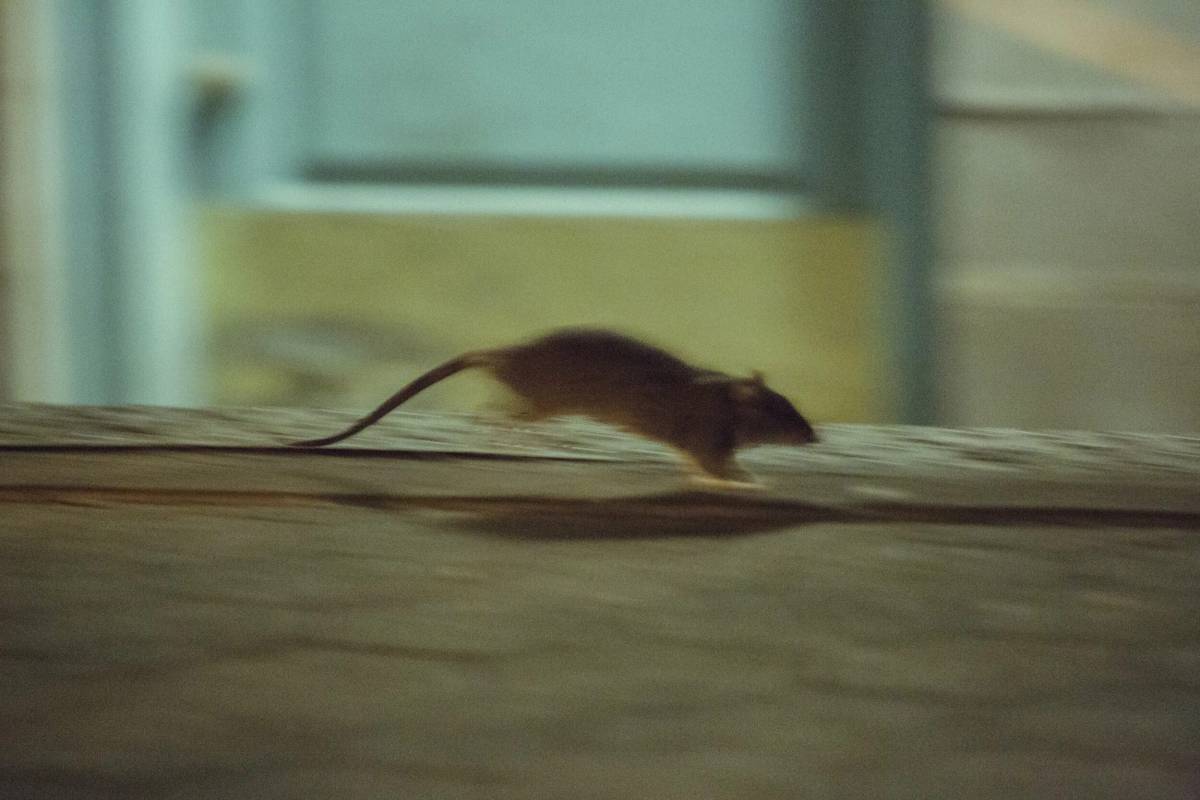 Мышка видео #32