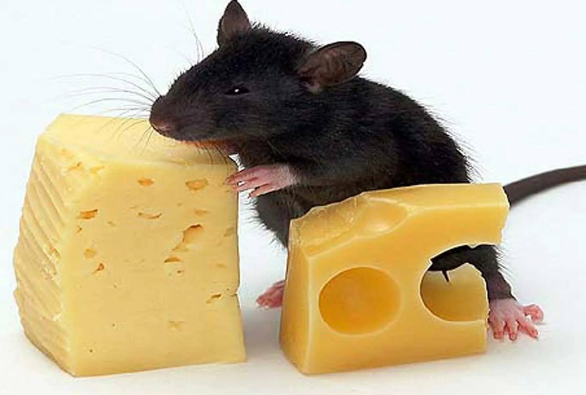 Мышка с сыром #36