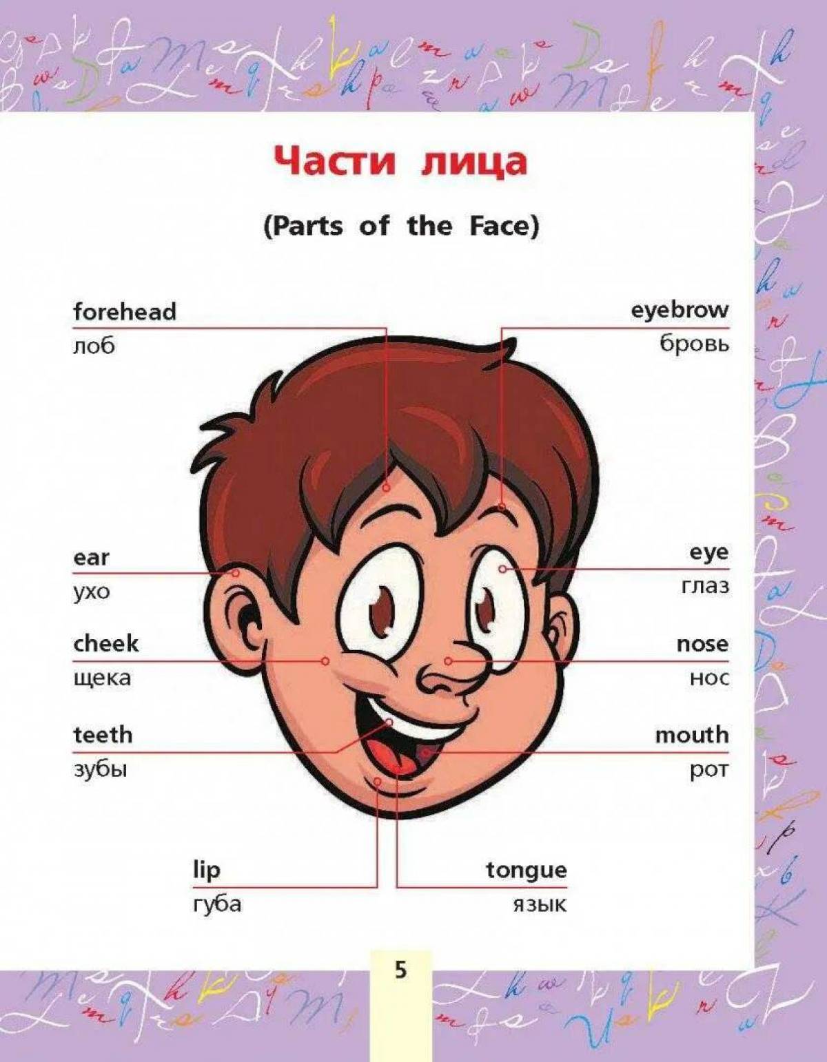 Язык на английском. Части лица на английском. Части лица на английском для детей. Части тела на английском для детей. Части тела на английском д.