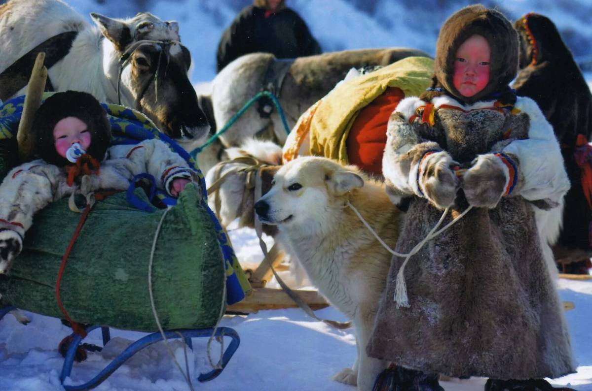 Занятия народов севера. Народы севера ненцы. Ненцы Ямала. Ненцы и якуты.