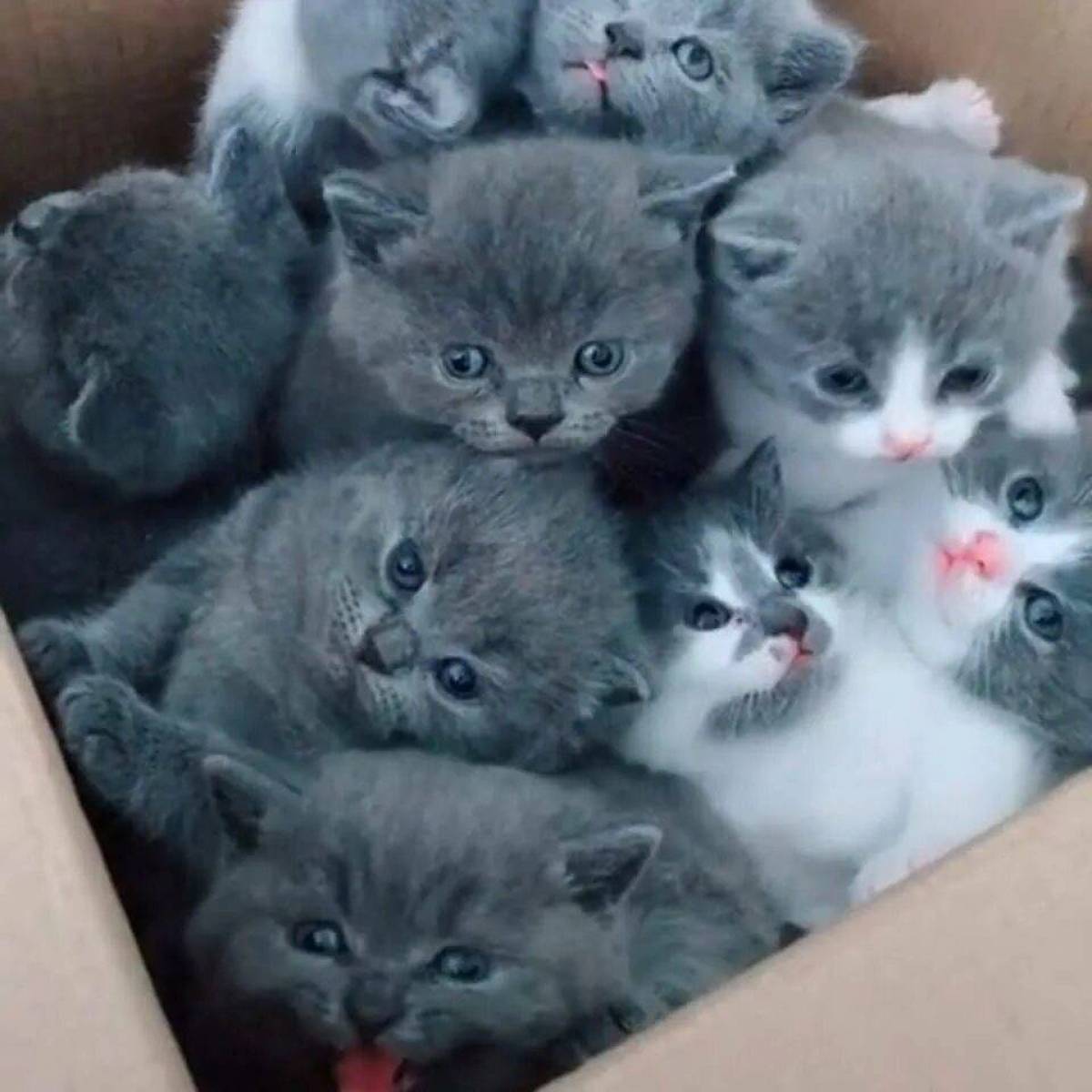 Маленькие кошки купить. Котята. Маленькие котята пушистые. Кошки маленькие милые. Маленьких котят.