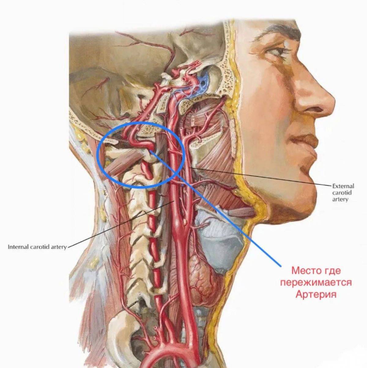Голова головной мозг шея. Анатомия сонных артерий шеи. Сонная артерия атлас анатомия. Симпатическое сплетение позвоночной артерии.