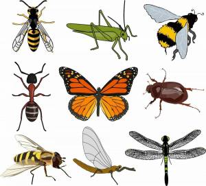 Раскраска насекомые для детей 4 5 лет #36 #416908