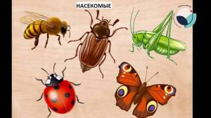 Раскраска насекомые для детей 6 7 лет #2 #416913