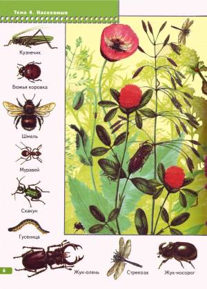 Раскраска насекомые для детей 6 7 лет #23 #416934